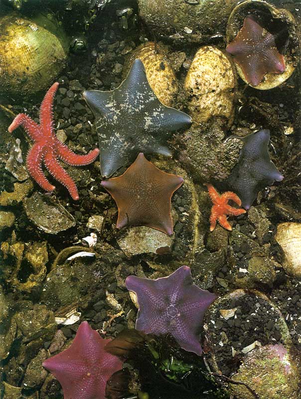 Pacific Rim : étoiles de mer et autres
                  coquillages laissés par la marée