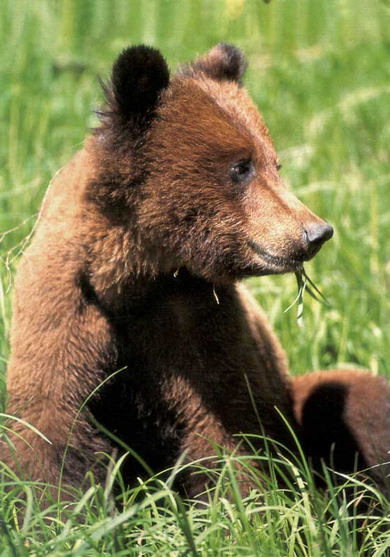 Un jeune grizzli sur la route de Prince Rupert