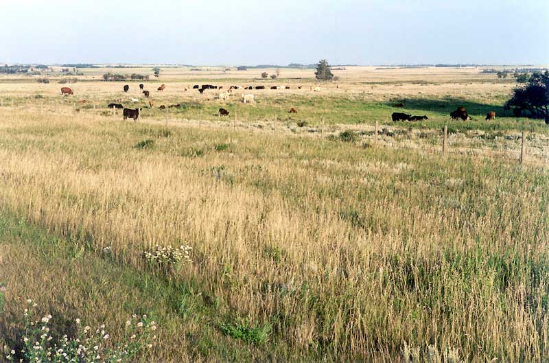 Troupeau de boeufs dans la Prairie albertaine