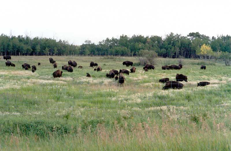 Dans la Prairie, un troupeau de bisons...