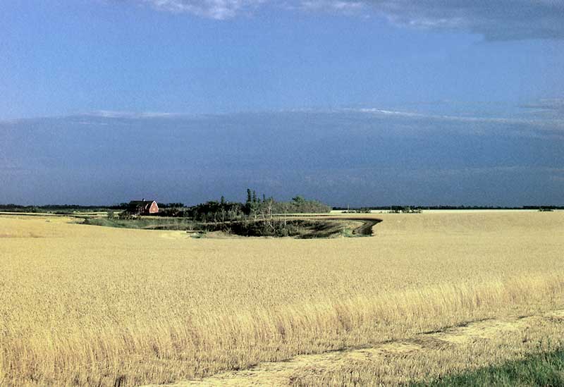 Champs de blé
                autour d'une ferme dans la Prairie