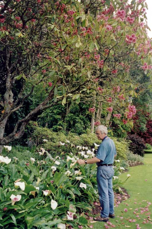 Glenveagh : hibiscus et arums dans les Pleasure
                Grounds