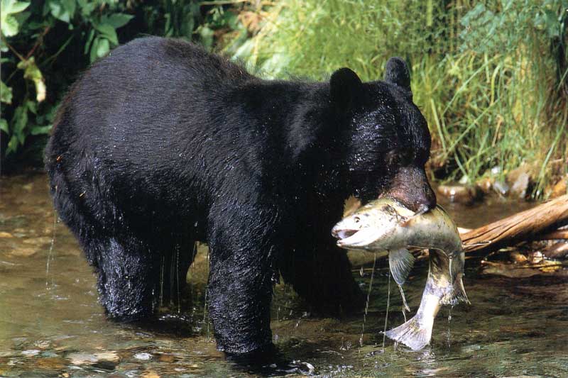L'ours
                  pêcheur