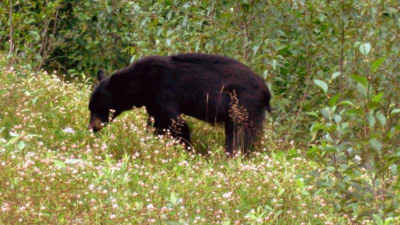 Ours noir
                  broutant au bord de la route