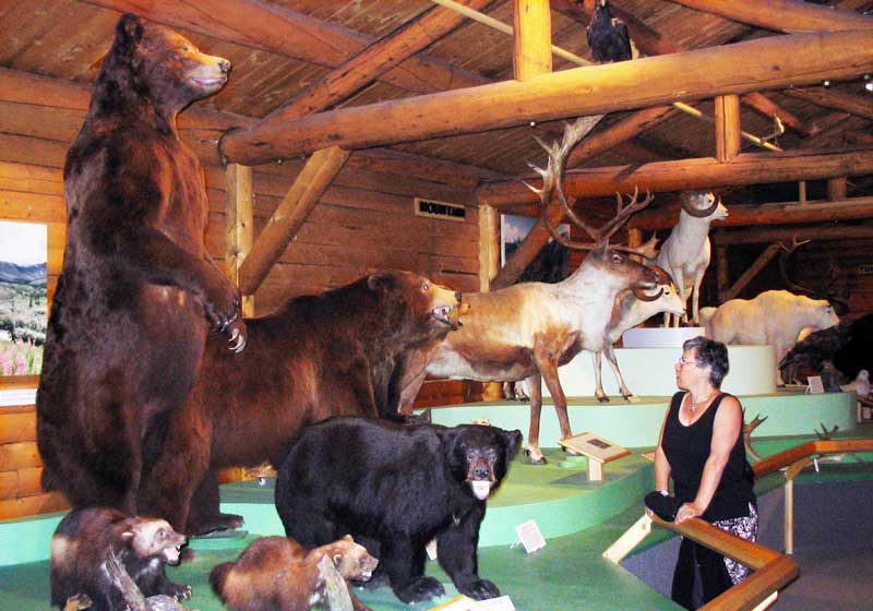 Monique devant les ours, noir et grizzli