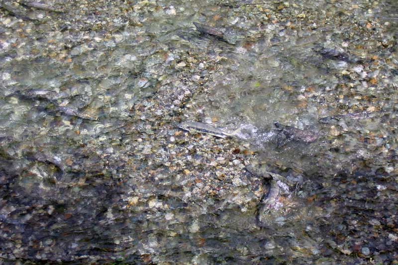 Valdez-saumon-au-frai