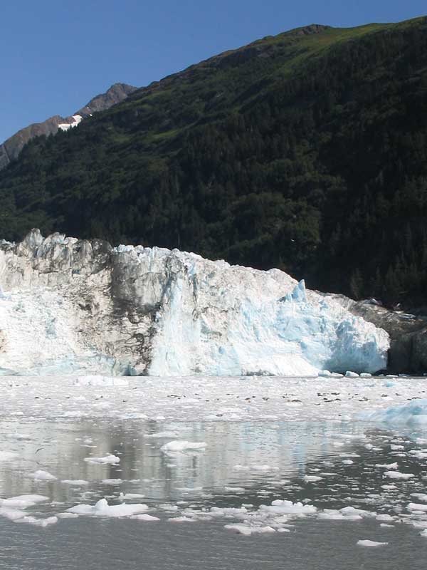 Meares Glacier : phoques sur la banquise