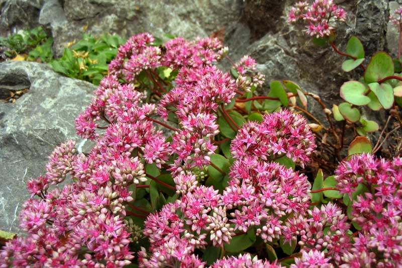 Anchorage-fleurs-du-jardin-botanique : orpin pourpre