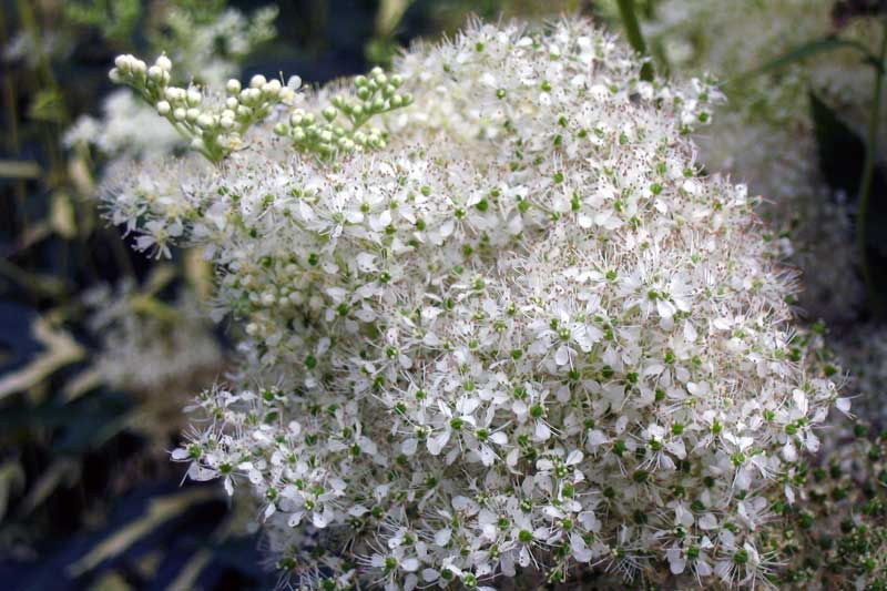 Fleurs du jardin botanique d'Anchorage : reine-des-prés