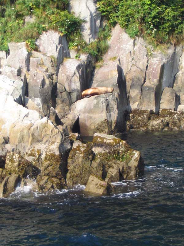 Lion
                de mer sur un rocher