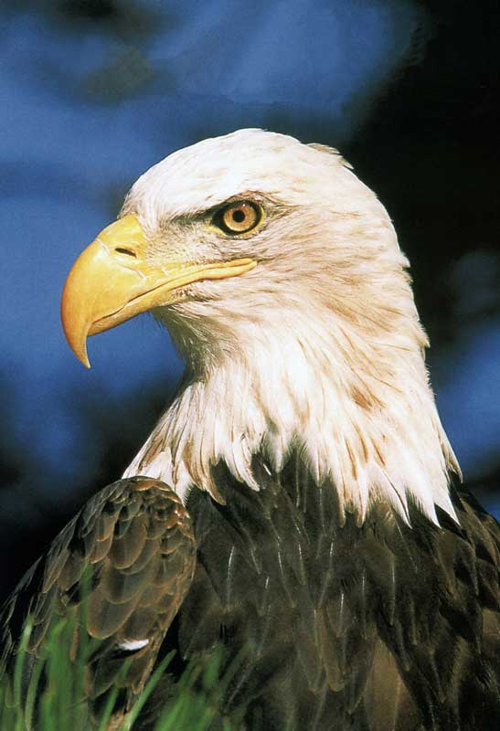 Aigle à tête blanche (Bald Eagle)