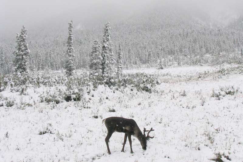 caribou-broutant-sous-la-neige