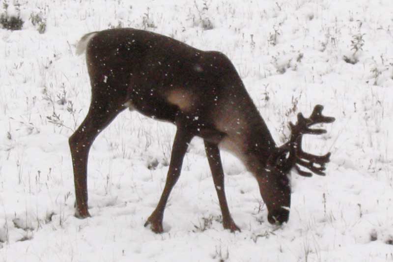 Zoom sur le caribou dans la tempête de neige