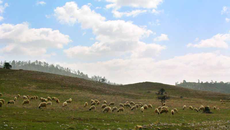 Troupeau de moutons dans le Kandar