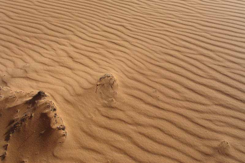 Les vaguelettes de sable poussées par le vent