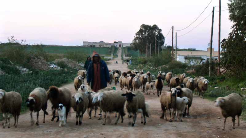 Bouazza : troupeau sur le chemin montant à la casbah