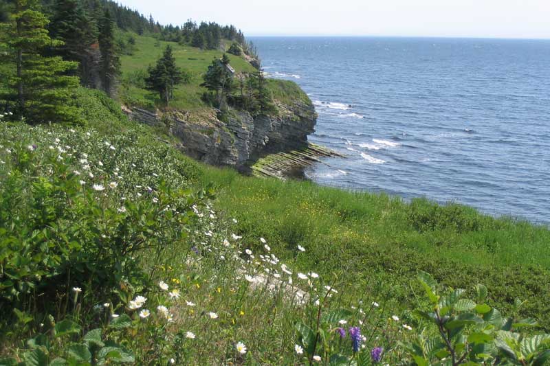 Baie de Gaspé
                et prairie fleurie
