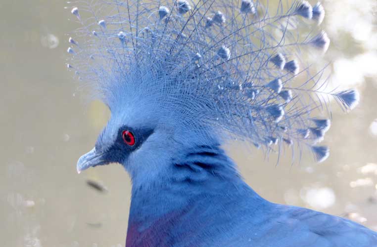 Lisboa-Jardim-zoologico-oiseau