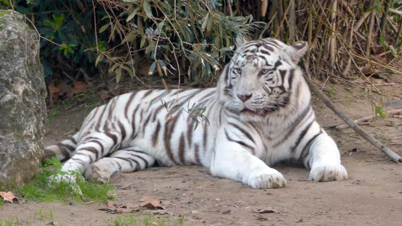 Tigre-blanc
