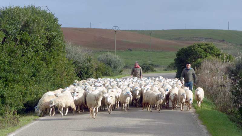 Troupeau-de moutons sur la route de Palmadula