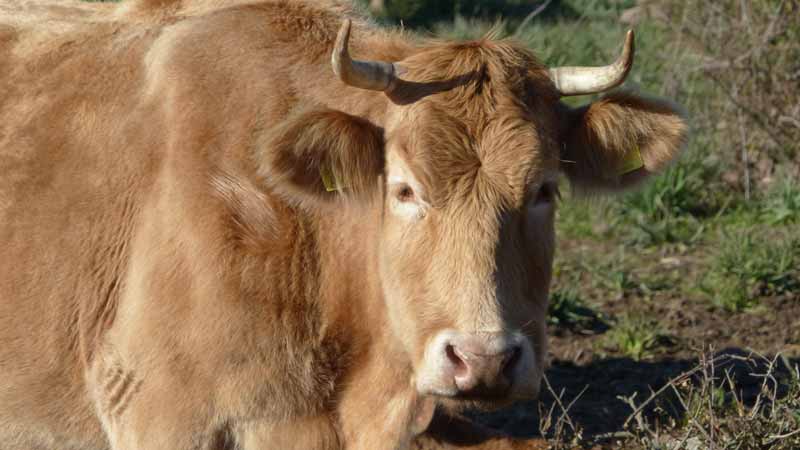 Nuraghe-Appiu-vache-sarde