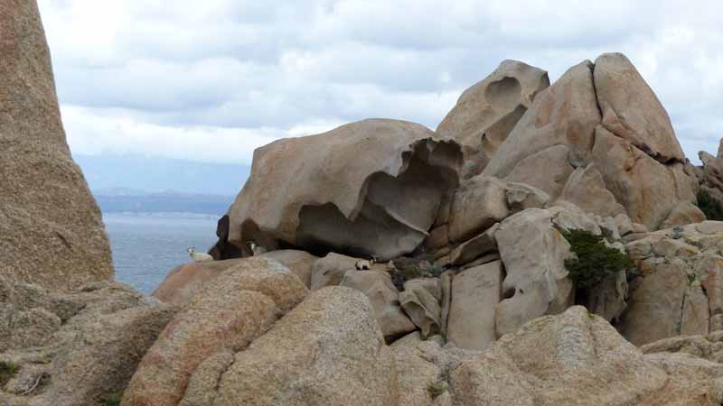 Capo
            Testa : chèvres sous abri