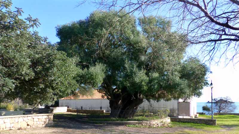 L'olivier millénaire planté devant l'église de Santa
              Maria Navarrese