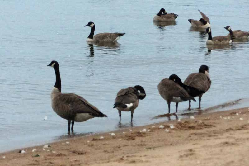 North Bay : bernaches sur le plage du Lac Nipissing
