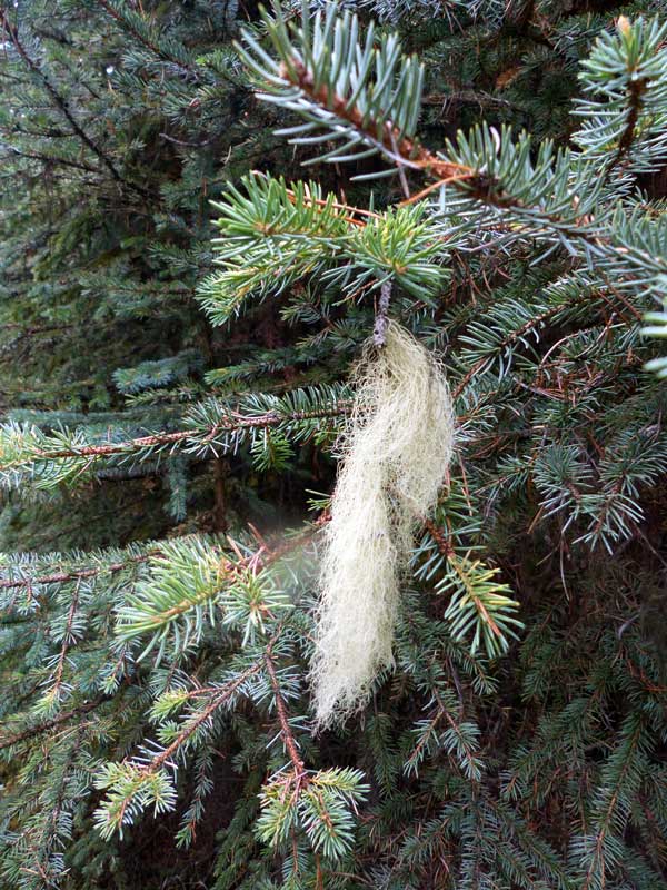 Mary-Shaffer-Loop : lichen-Usnée vert de gris
                    dont se nourrissent les caribous des bois