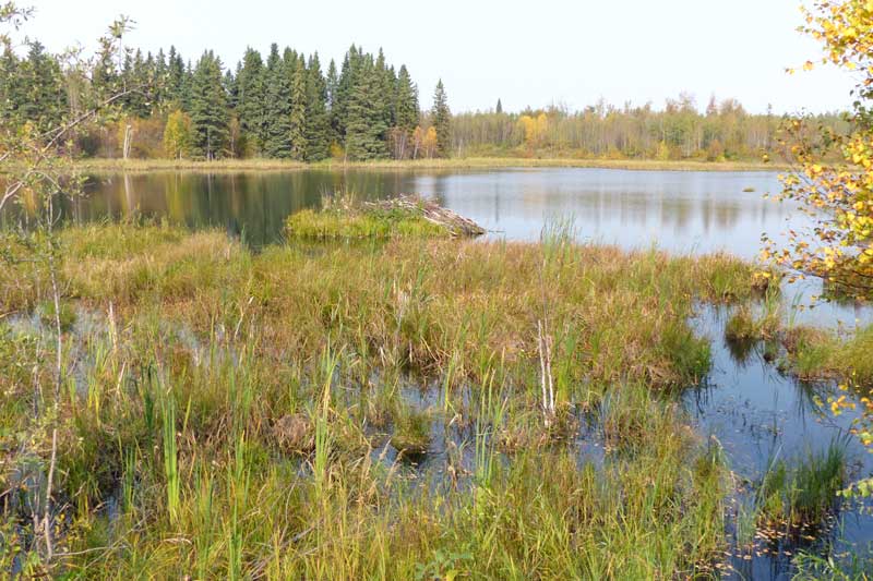 Hutte de castor sur l'un des étangs de Beaver Pond