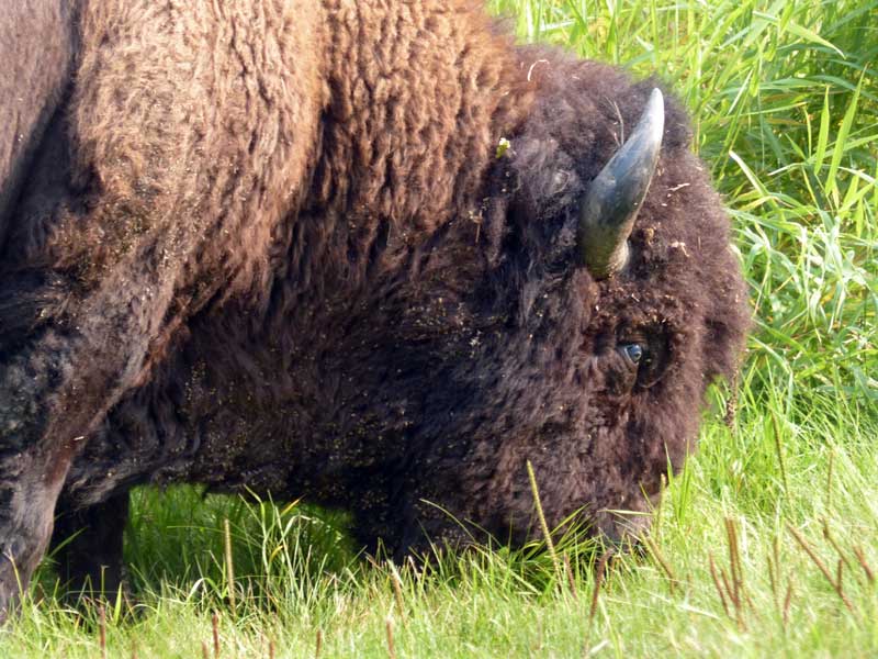 Parc national d'Elk Island : bison des plaines broutant
            au bord de la route
