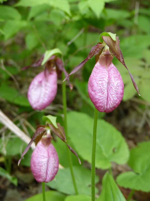 Parc des Monts-Valin : orchidée Cypripède acaule