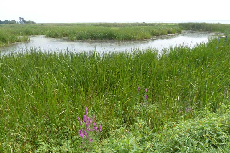 Le marais du Cap Tourment en bordure du fleuve