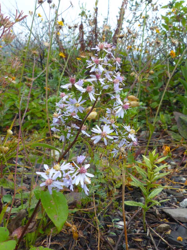 Cap-aux-Oies : Aster cordifolié