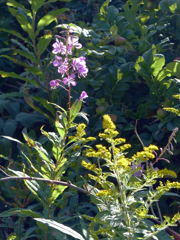 Cap-Bon-Desir : épilobe et verge d'or sur
                        le sentier au retour