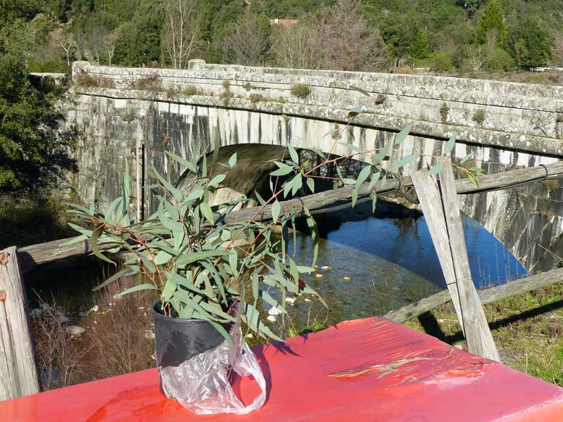 Pont-d'Ucciani-preparation-des-boutures-d'eucalyptus-pour-Olivier