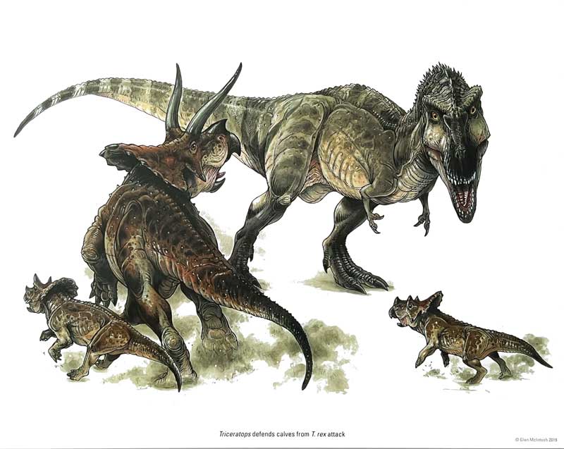 Triceratops-protegeant-ses-petits-contre-Albertosaurus