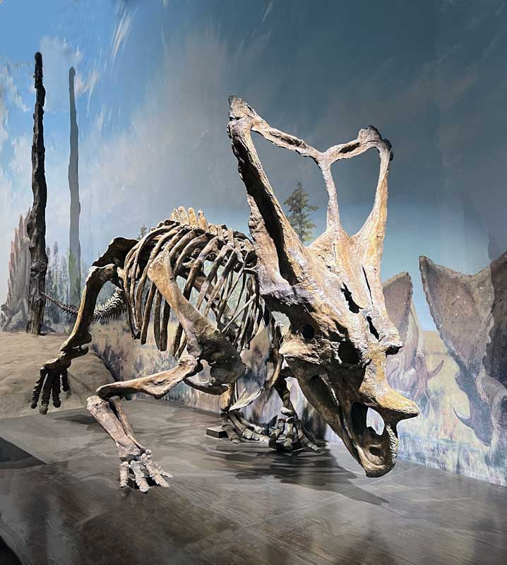 Chasmosaurus-Belli