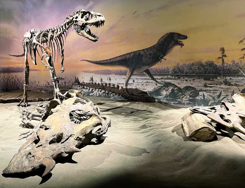 Centrosaurus-victime-d'un-Gorgosaurus