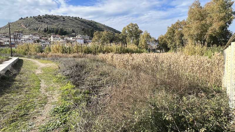 Le marais de Lerne et ses roseaux