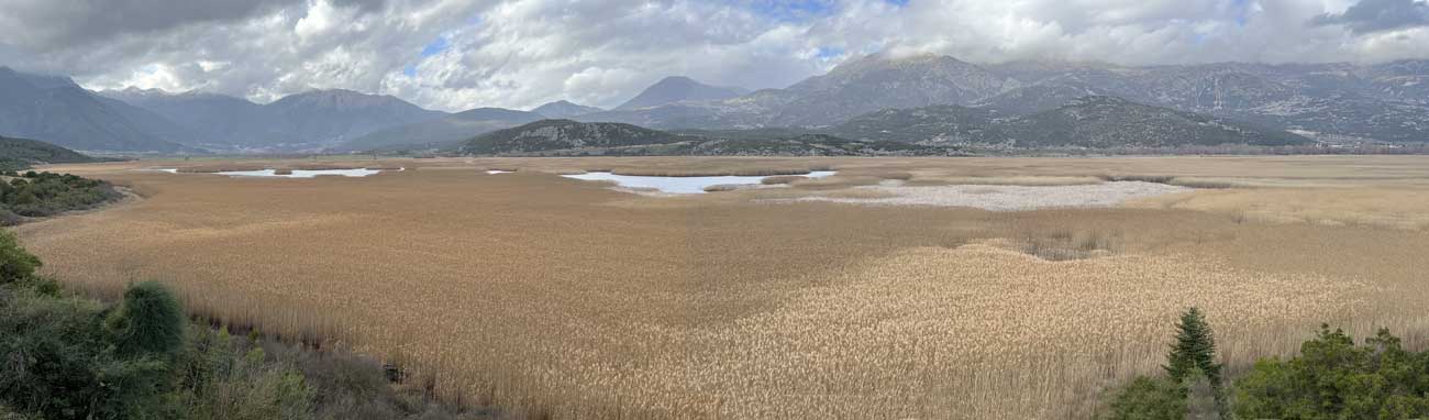 les joncs du
            Lac de Stymphale