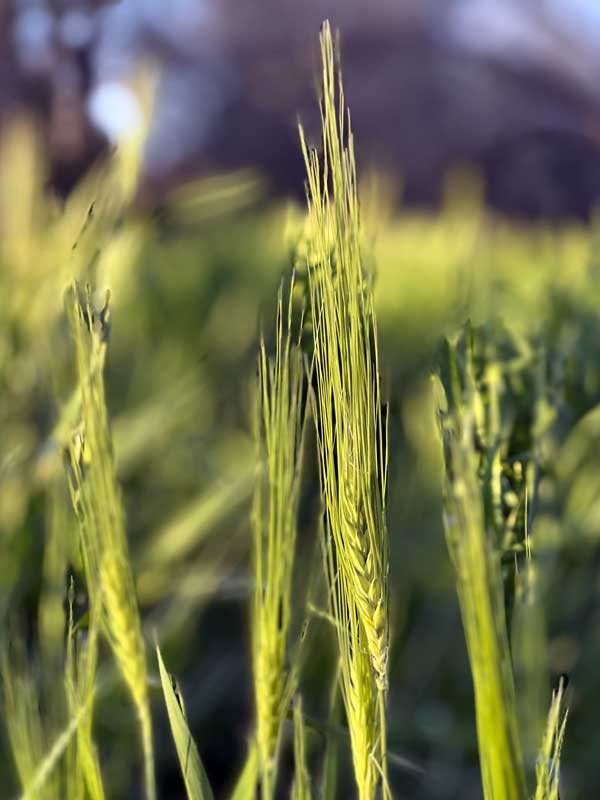 Épis de
                  céréales cultivées sous les arbres