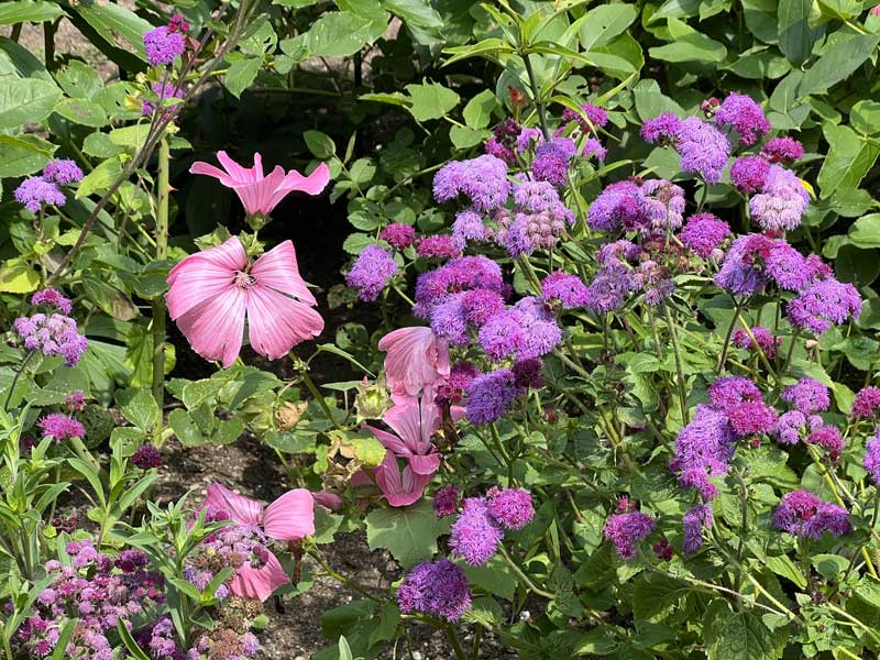 Jardin-Elsie-Reford : détail de la bordure